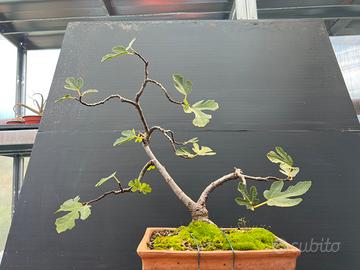 Bonsai pre bonsai di fico (ficus carica) da seme