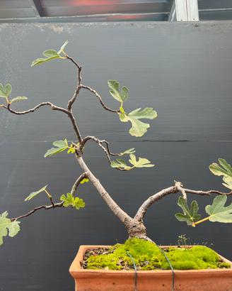 Bonsai pre bonsai di fico (ficus carica) da seme