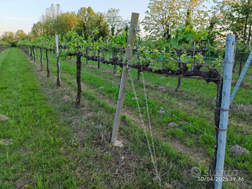Vigneto vigna DOC terreno agricolo