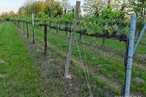 Vigneto vigna DOC terreno agricolo