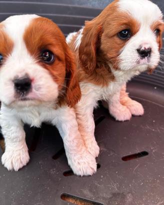 Cavalier king