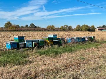 Arnie, escludiregina, pigliasciami