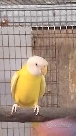 Parrocchetto testa di prugna