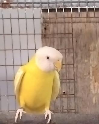 Parrocchetto testa di prugna