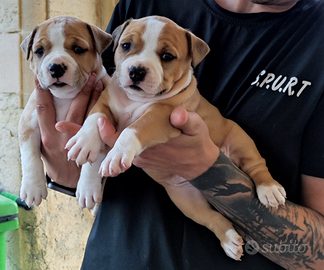 Amstaff cuccioli