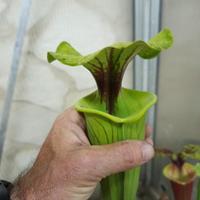 Piante carnivore