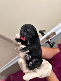Cuccioli Corso