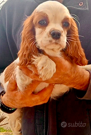 Cucciolate di cavalier king