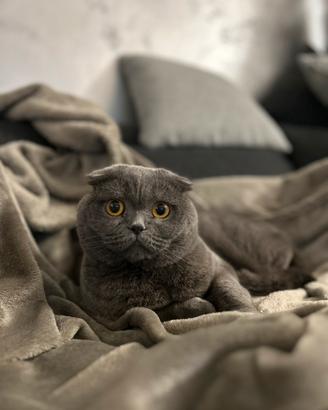 Scottish fold