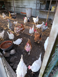 Galline bianche livornesi
