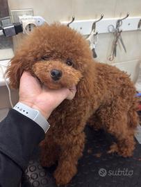 Barboncino nano fulvo