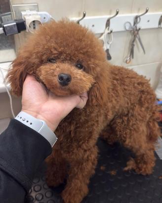 Barboncino nano fulvo