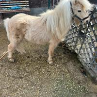 Mini pony