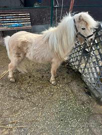Mini pony