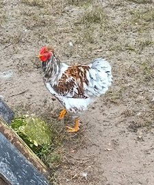 Galli wyandotte