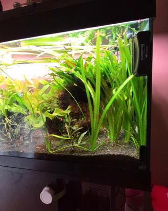 Acquario