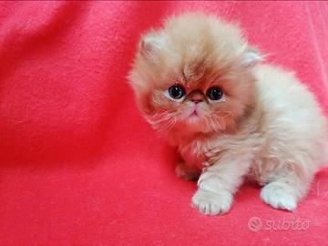 Gattino persiano rosso