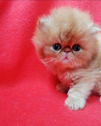 Gattino persiano rosso