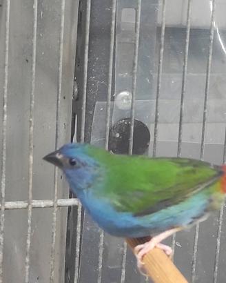 Diamante di Taninbar