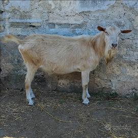 Becco