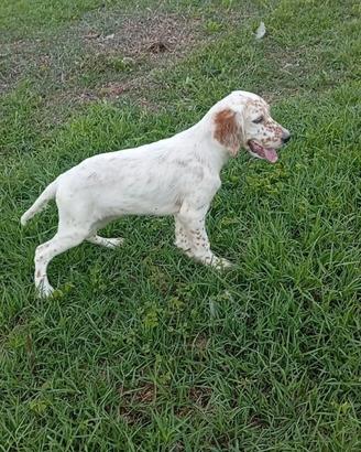 Setter inglese