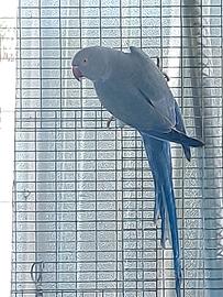 Parrocchetto dal collare indigo viola