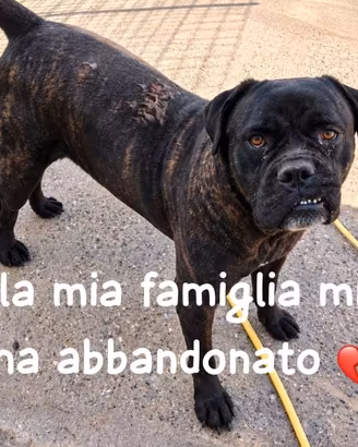 Ercole cane corso tigrato 7 anni