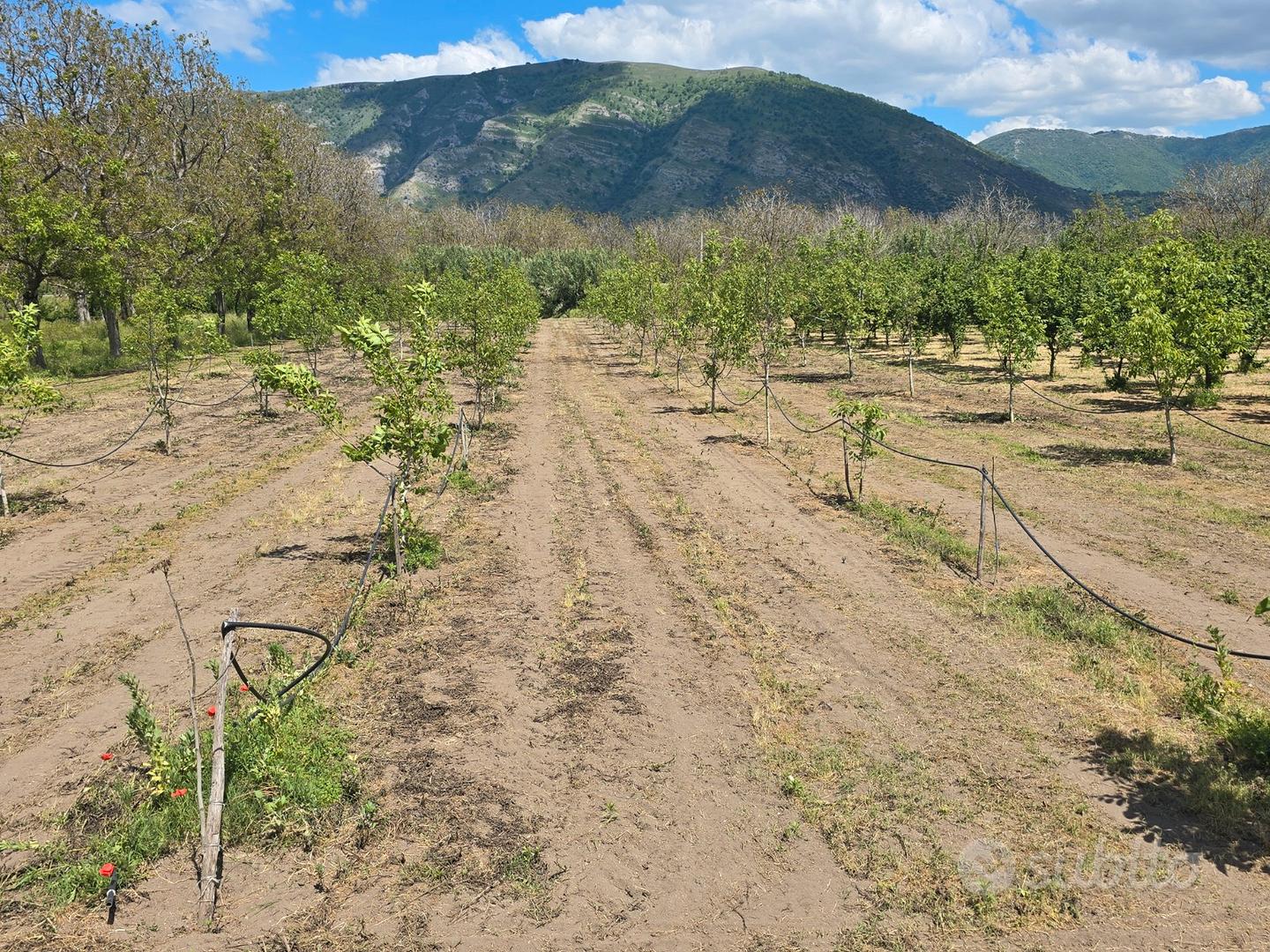 SVENDITA: Noceto a Camposano, vicino Nola (NA) - Vista 2