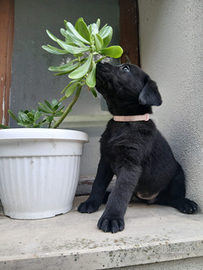 Cuccioli labrador