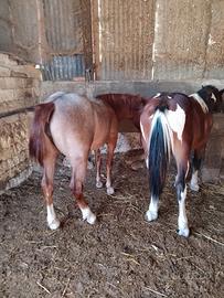 Cavallo puledro