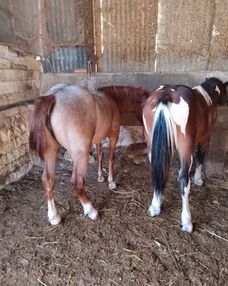 Cavallo puledro