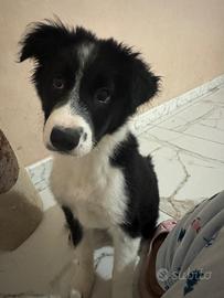 Border collie