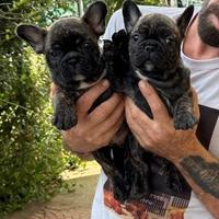 Cuccioli di bouledogue francese