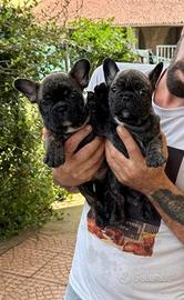 Cuccioli di bouledogue francese