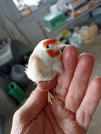 Cardellino Mayor femmina