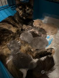 Cuccioli Maine coon