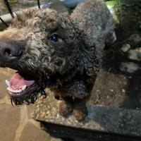 Vendita Lagotto Romagnolo