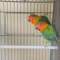 Coppia inseparabili fisher, ex allevati a mano