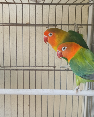 Coppia inseparabili fisher, ex allevati a mano