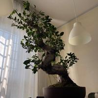 Bonsai Ficus Formosanum Japan 40 anni