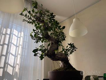 Bonsai Ficus Formosanum Japan 40 anni