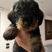 Cuccioli bassotto tedesco a pelo duro