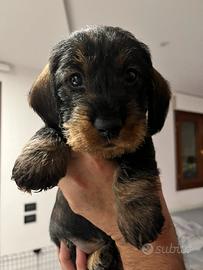 Cuccioli bassotto tedesco a pelo duro