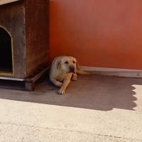Labrador con pedigree