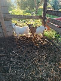 Capre tibetane nane originale