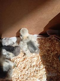 Galline moroseta