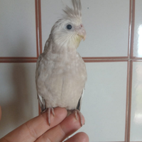 Pappagallo