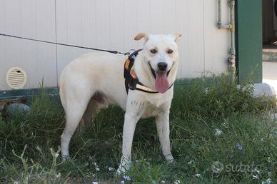 Cucciolone mix labrador 