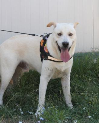 Cucciolone mix labrador 