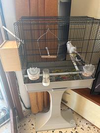 Gabbia completa di calopsite